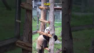 渝可吃零食的方式不要太妖娆了 panda pandafushun animals adorablepanda funny cutepanda pandalove pandalife [upl. by Malvina]