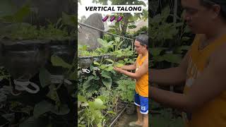 Growing Vegetables in The Backyard plants garden hermiesonajo shorts fyp [upl. by Huberto230]