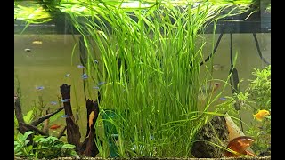 We Added New Cardinal Tetras and Julii catfish Fish to the 155 Gallon Aquarium Exciting additions [upl. by Lak]