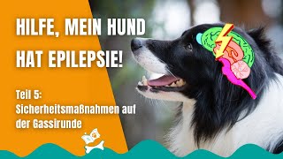 Epilepsie beim Hund 48 Sicherheit beim Gassigehen [upl. by Belter539]