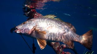 Spearfishing Baja California Sur  Palapas Ventana Cubera snaper  Pesca sub de caranha no México [upl. by Dulciana164]