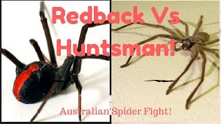 SPIDER FIGHT Australian Redback Vs Huntsman [upl. by Jamnis42]