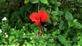 Redbreast butterfly on Hibiscus flower slow motion filming [upl. by Gildus673]