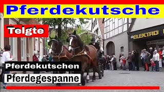 Pferdekutsche  Pferdekutschen und Pferdegespanne auf der Kutschenwallfahrt Telgte [upl. by Orly532]