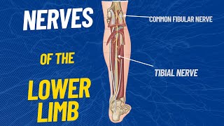 Nerves of the Lower limb [upl. by Tutt461]