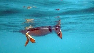 Puffins Underwater at Skomer [upl. by Petrick]