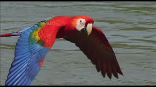 Scarlet Macaws take their medicine Earthflight Winged Planet Narrator David Tennant [upl. by Cown]