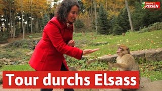 Das Elsass entdecken  eine Tour von Eguisheim über Colmar bis zur Hochkönigsburg Spar mit Reisen [upl. by Cavallaro]