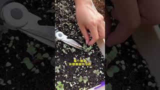 Growing vegetables requires patience and carefulness gardentips garden vegetables plantingtips [upl. by Ortrude]