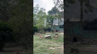 Bhediya of Alipore zoo  Playing moment [upl. by Landau]