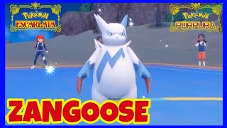 ZANGOOSE pega DURÍSIMO pero es de PAPEL en POKÉMON ESCARLATA y PÚRPURA [upl. by Kama]