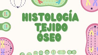 Histología del Tejido Óseo Estructura y Función PARTE 1 [upl. by Jorin856]