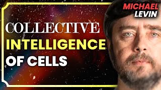 Michael Levin Consciousness Biology Universal Mind Emergence Cancer Research [upl. by Sregor153]