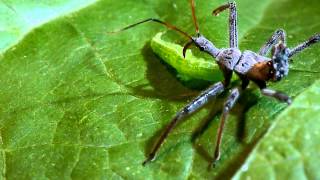 Wheel bug assassin bug vs green cloverworm caterpillar [upl. by Yekcor225]