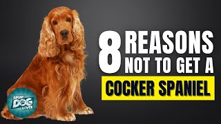 8 Reasons Why You Should Not Get a Cocker Spaniel [upl. by Hsinam]