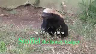 Stoffel the Honey Badger العسل الغرير 蜂蜜獾 मधु बेजर 蜂アナグマ South Africa هجوم 攻擊 attack menyerang โจมตี [upl. by Adekam]