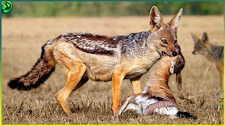 15 Extraordinary Moments of Jackals Preying on Animals [upl. by Nedrud]