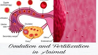 Ovulation and Fertilization Process [upl. by Vasily]