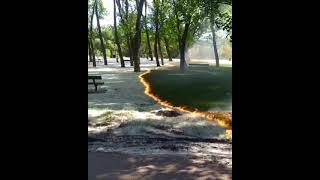 Burning the Cotton from Cottonwood Trees  Burning Poplar Fluff  Forest Fire  Satisfying Shorts [upl. by Namso]