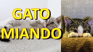 Gato miando EFEITO SONORO [upl. by Anemolif]