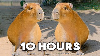 The Capybara Song Official Music Video  10 HOUR LOOP 🎶🎶 [upl. by Denny]