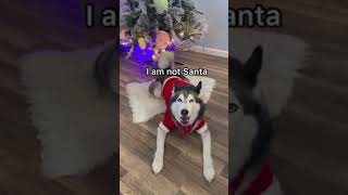 My Husky Says quotMerry Christmasquot SPEAKS PERFECTLY [upl. by Atenek]