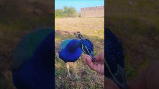 My lovely peacock hand feeding peacock peacockfeeding wildlife birds [upl. by Abih760]