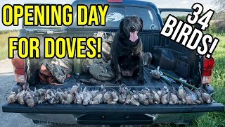 3 BIRDS WITH 1 SHELL  Dove Season Opener 2018 [upl. by Jacky]