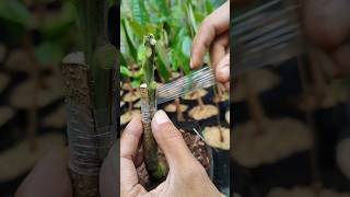 Bark grafting mango Trees on rootstock EP812 shorts gardeninglifestyle [upl. by Sladen]