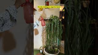 Watch my Nolina Palm grow from baby to giant in 8 years 🌴✨ trendingshorts terracegardening [upl. by Katey415]