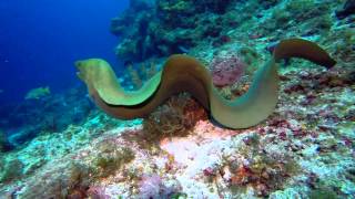 Swimming with eels best giant moray ever [upl. by Esmond]