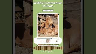 Artificial Insemination in Goats [upl. by Darcey]