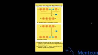 Synthesis and Breakdown of Polymers [upl. by Kantor217]