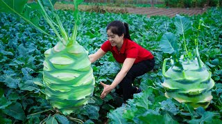 Harvest Kohlrabi amp Goes To Market Sell  Harvesting And Cooking  Lý Song Ca [upl. by Sinnek]