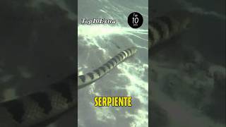 Esta es la SERPIENTE MARINA Más VENENOSA del MUNDO 🌍 shorts viral curiosidades [upl. by Dionis574]