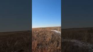 Point kansas pheasanthunting pheasant germanshorthairedpointer point [upl. by Anitsihc]