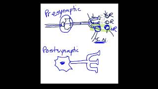 Presynaptic vs Postsynaptic Inhibition [upl. by Gilberta]