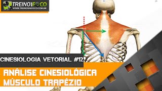 Análise cinesiológica do músculo trapézio  Cinesiologia Vetorial 12 [upl. by Britt340]