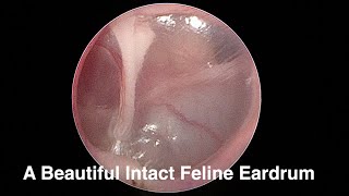 A Beautiful Intact Feline Eardrum [upl. by Narahs]