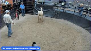 HermansonKist Fall Horse Sale  Mandan ND [upl. by Doersten]