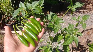 Growing Serrano Peppers from seeds with all updates [upl. by Armand]