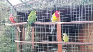 BarabandyPolytelis swainsoniirozelle Platycercus eximiusSuperb parrots eastern rosella [upl. by Nemzzaj883]