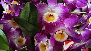 Πως μεταφυτεύουμε μια ορχιδέα δενδρόβιο Dendrobium Nobile [upl. by Sitto]