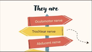 cranial nerves acting on the eye [upl. by Ylekalb]