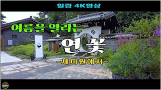 ★★ 힐링 4K영상 여름을 알리는 연꽃 세미원연꽃 amp 엄마의정원김명희겔러리 촬영20240706 영상문학 [upl. by Walford433]