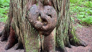 Trail of the Cedars  Glacier NP Part 5 [upl. by Eednahs568]