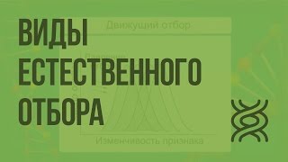 Виды естественного отбора Видеоурок по биологии 11 класс [upl. by Mahseh]