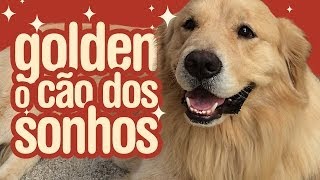 Venha conhecer com mais detalhes o Golden Retriever [upl. by Rovert83]