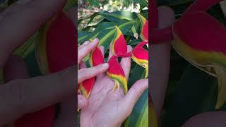 Helicoidal rostrata heliconia plantas shorts [upl. by Fredie]