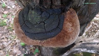 Трутовик ложный дубовый Phellinus robustus Лечебные свойства Химический состав Часть 1 [upl. by Brittain]